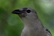Great Bowerbird (Ptilonorhynchus nuchalis)